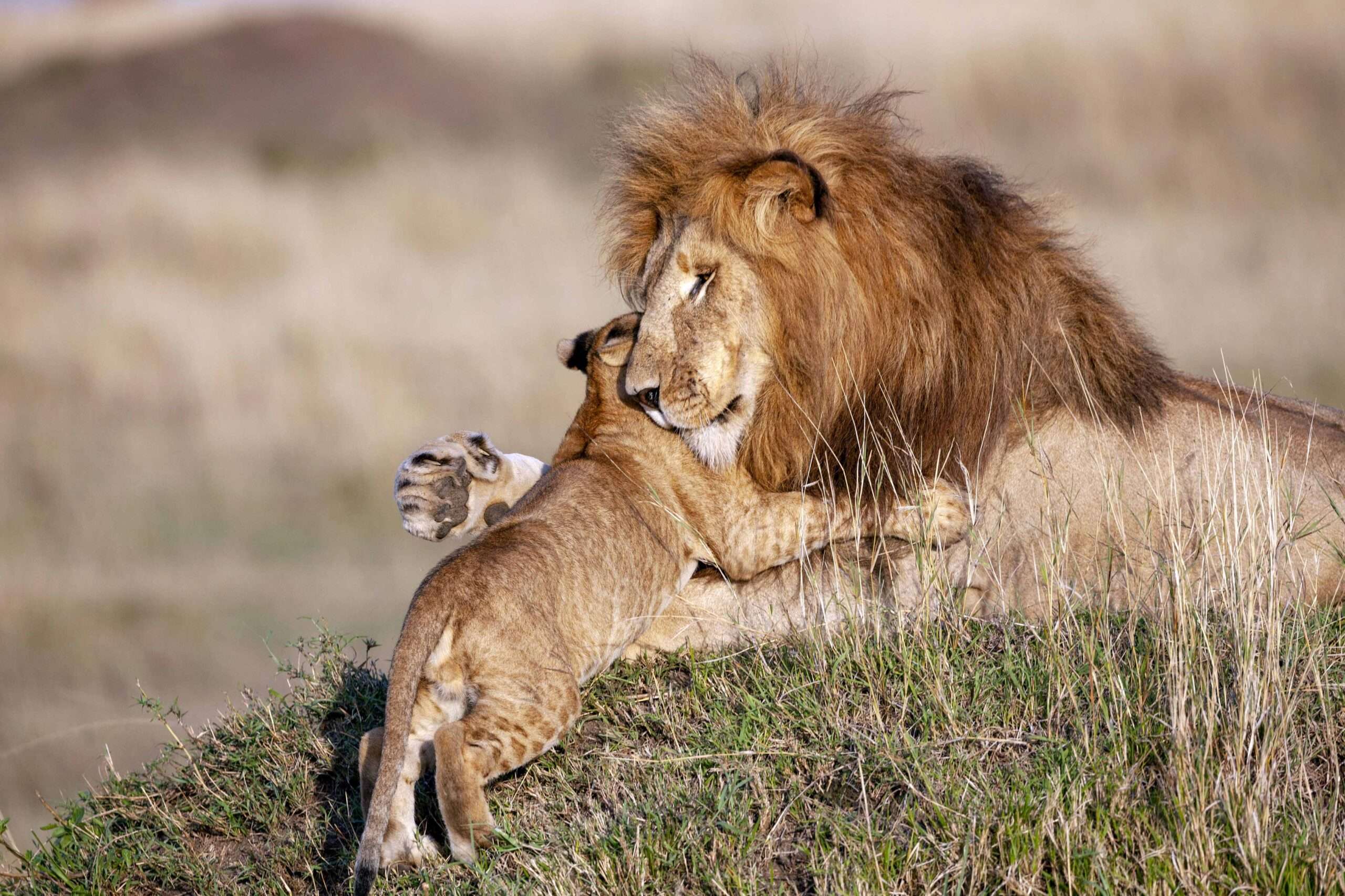 Close-up of a lion resting in Serengeti, captured on a Maasai Boy Adventures wildlife safari.